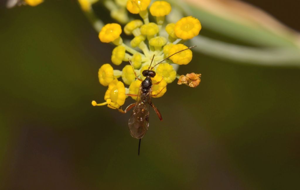 Ichneumonidae Cremastinae